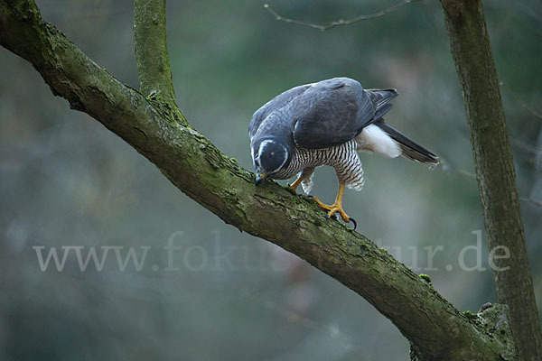 Habicht (Accipiter gentilis)