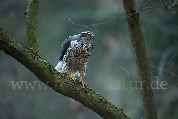 Habicht (Accipiter gentilis)
