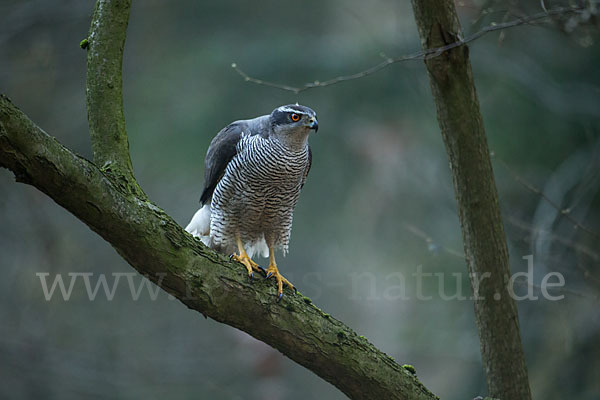 Habicht (Accipiter gentilis)