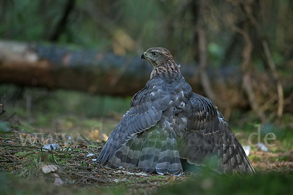 Habicht (Accipiter gentilis)