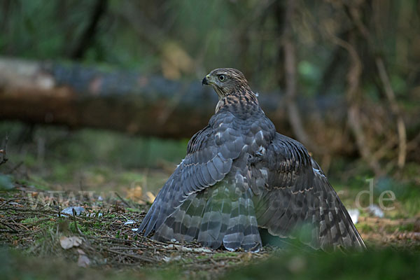 Habicht (Accipiter gentilis)