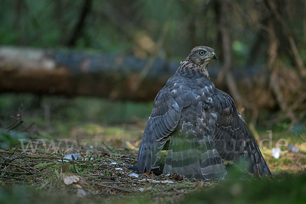 Habicht (Accipiter gentilis)