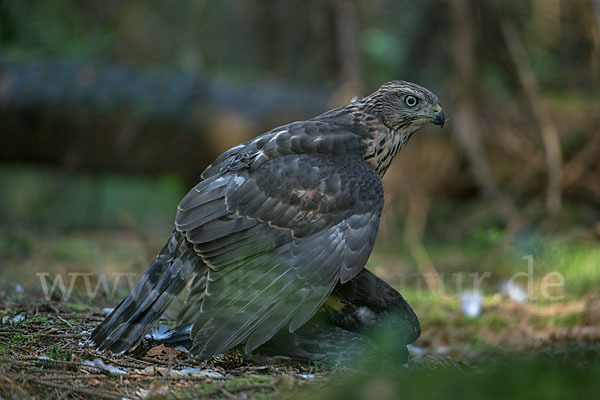 Habicht (Accipiter gentilis)