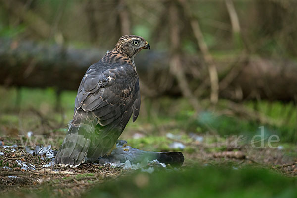 Habicht (Accipiter gentilis)