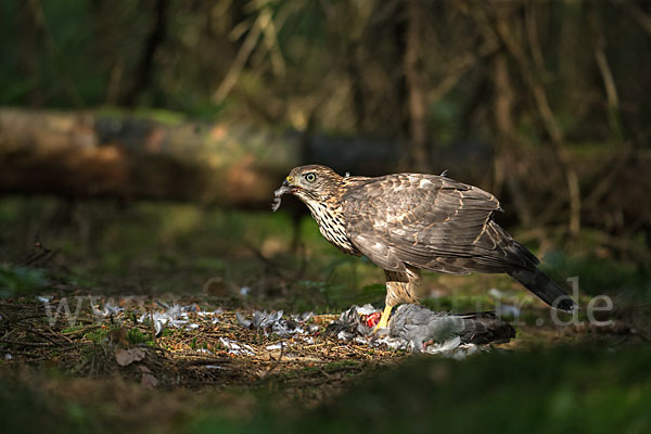 Habicht (Accipiter gentilis)