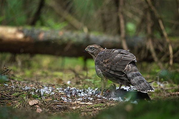 Habicht (Accipiter gentilis)