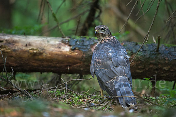 Habicht (Accipiter gentilis)