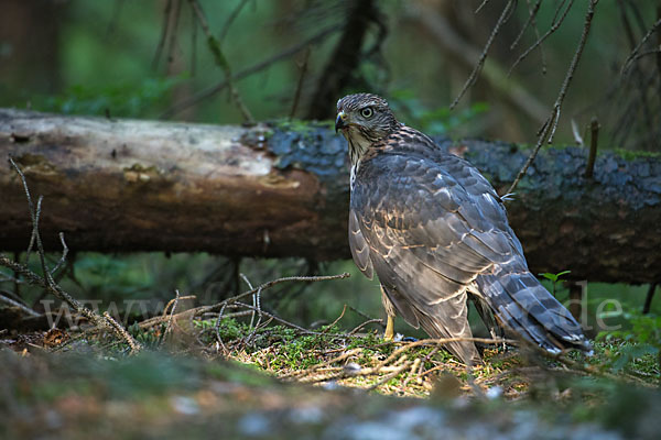 Habicht (Accipiter gentilis)