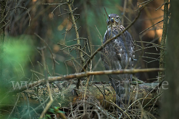 Habicht (Accipiter gentilis)