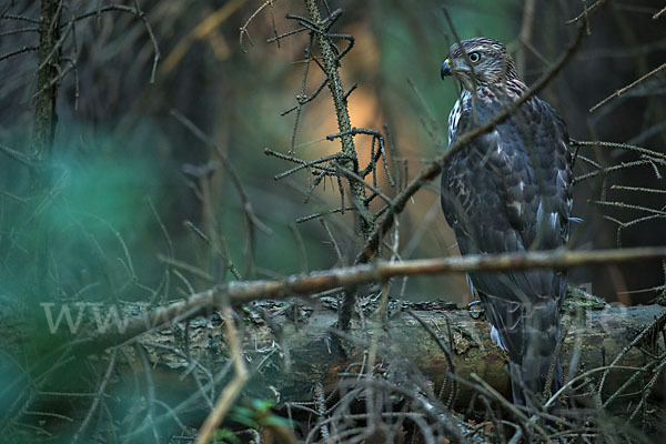 Habicht (Accipiter gentilis)