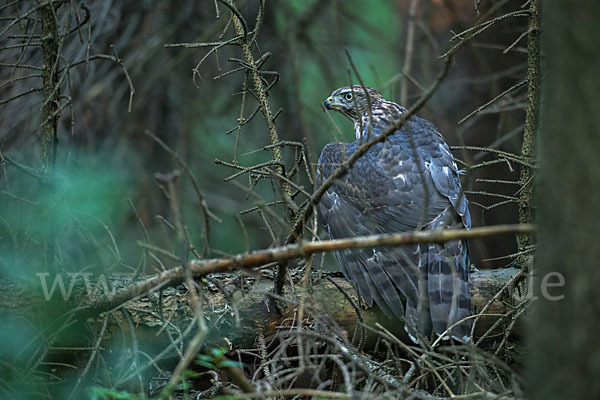 Habicht (Accipiter gentilis)