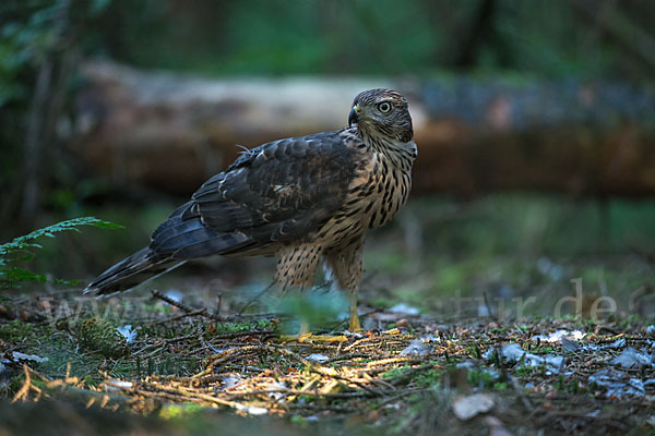 Habicht (Accipiter gentilis)