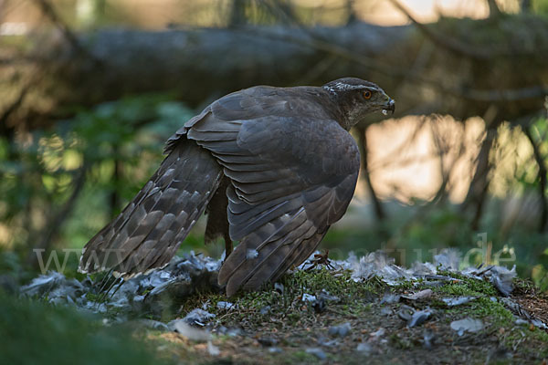 Habicht (Accipiter gentilis)