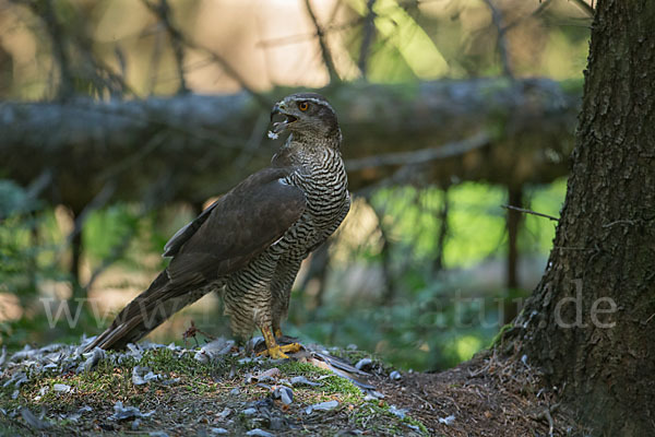 Habicht (Accipiter gentilis)