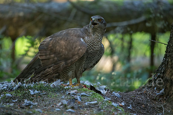 Habicht (Accipiter gentilis)