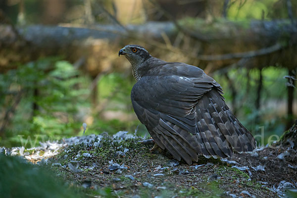 Habicht (Accipiter gentilis)