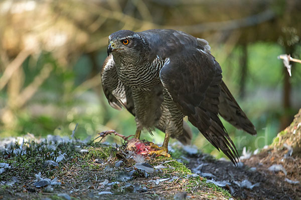 Habicht (Accipiter gentilis)