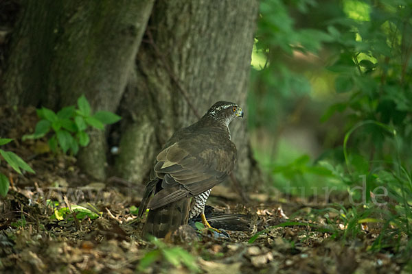 Habicht (Accipiter gentilis)