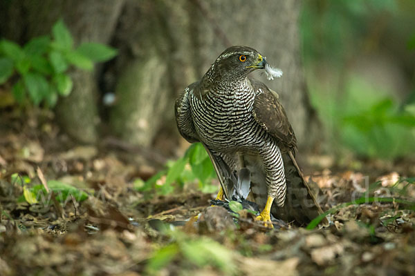 Habicht (Accipiter gentilis)