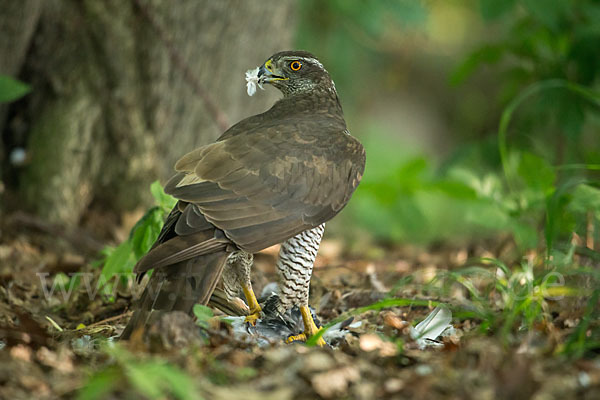 Habicht (Accipiter gentilis)