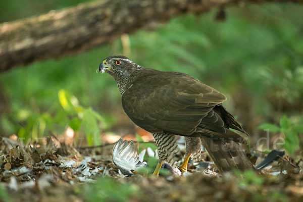 Habicht (Accipiter gentilis)