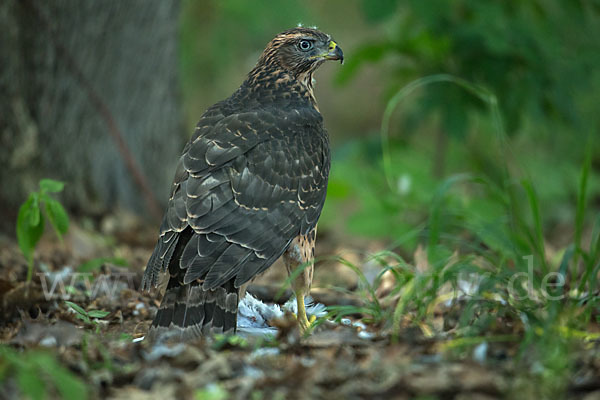 Habicht (Accipiter gentilis)