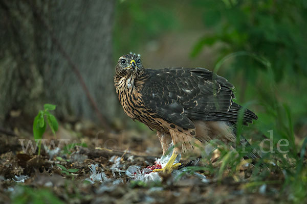 Habicht (Accipiter gentilis)