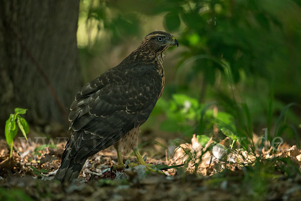 Habicht (Accipiter gentilis)