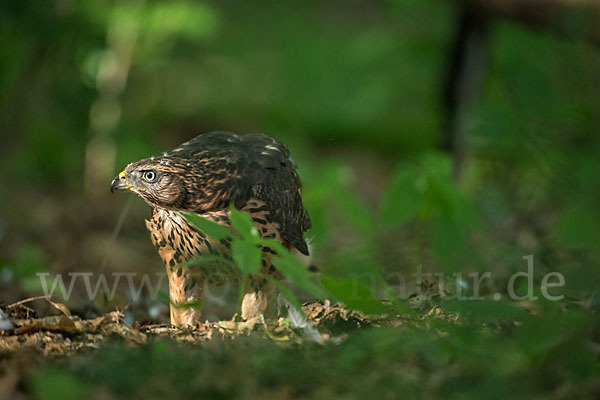 Habicht (Accipiter gentilis)