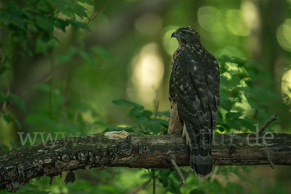 Habicht (Accipiter gentilis)