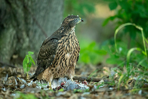 Habicht (Accipiter gentilis)