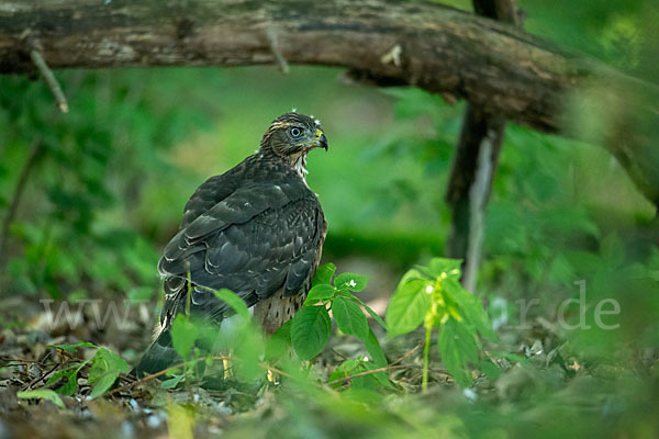 Habicht (Accipiter gentilis)