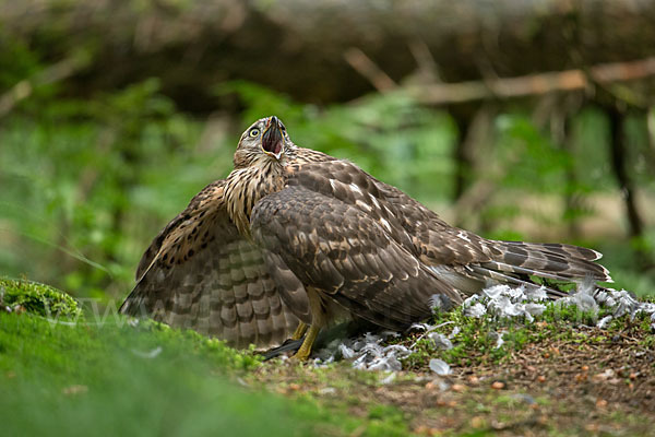 Habicht (Accipiter gentilis)