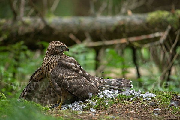 Habicht (Accipiter gentilis)