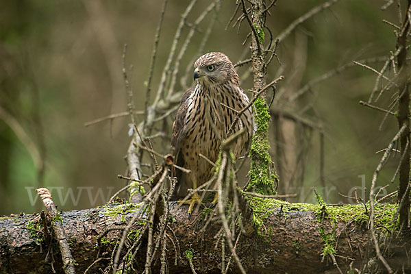 Habicht (Accipiter gentilis)