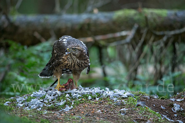 Habicht (Accipiter gentilis)