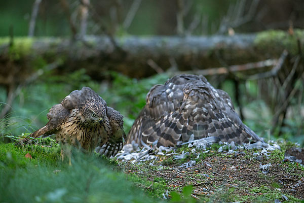 Habicht (Accipiter gentilis)