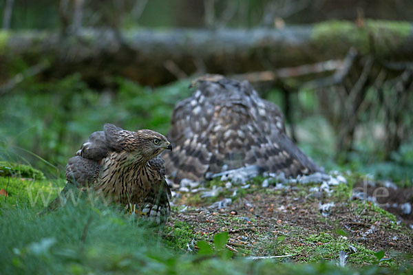 Habicht (Accipiter gentilis)