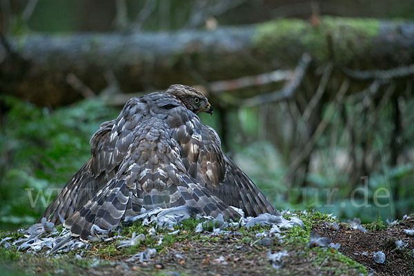 Habicht (Accipiter gentilis)