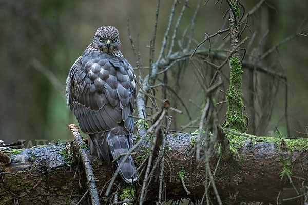 Habicht (Accipiter gentilis)