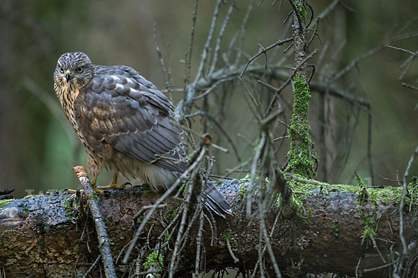 Habicht (Accipiter gentilis)