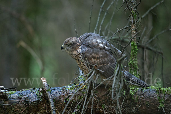 Habicht (Accipiter gentilis)