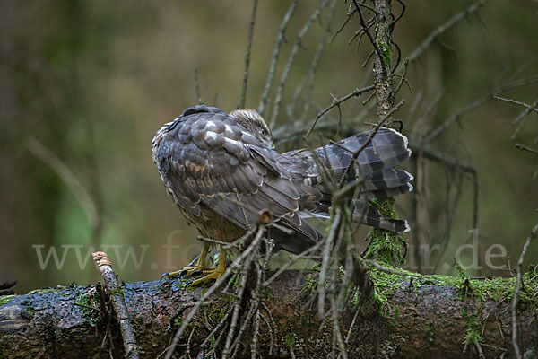 Habicht (Accipiter gentilis)