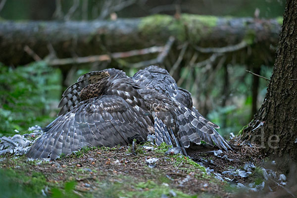 Habicht (Accipiter gentilis)