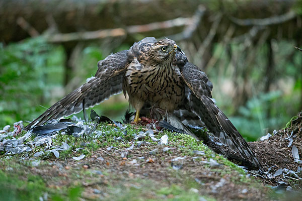 Habicht (Accipiter gentilis)