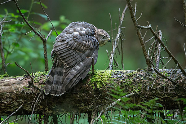 Habicht (Accipiter gentilis)