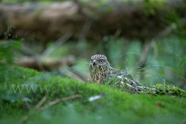 Habicht (Accipiter gentilis)