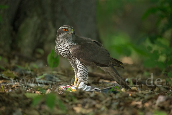 Habicht (Accipiter gentilis)