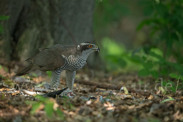 Habicht (Accipiter gentilis)