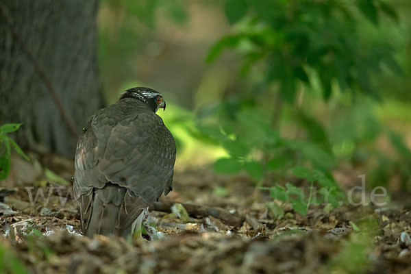 Habicht (Accipiter gentilis)